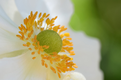 Pistil et étamines d'une fleur